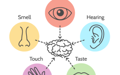 Use Your Five Human Senses For CPA Exam Success